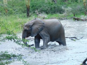 Quanza (c) Sheldrick Wildlife Trust