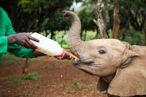Roho (c) Sheldrick Wildlife Trust