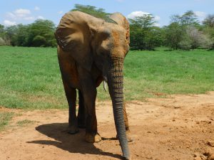 Shukuru (c) Sheldrick Wildlife Trust