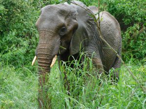 Shukuru beim Durchstreifen der Kenze-Berge. (c) Sheldrick Wildlife Trust