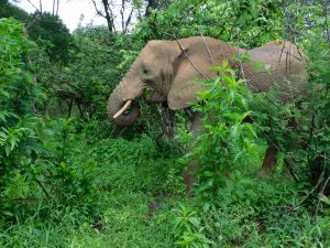 Sonje (c) Sheldrick Wildlife Trust