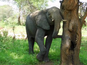 Ziwa (c) Sheldrick Wildlife Trust