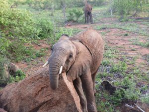 Galla beim Kratzen. (c) Sheldrick Wildlife Trust