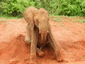 Jotto beim Spielen (c) Sheldrick Wildlife Trust