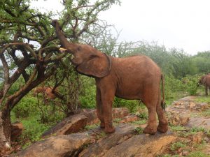Malkia (c) Sheldrick Wildlife Trust