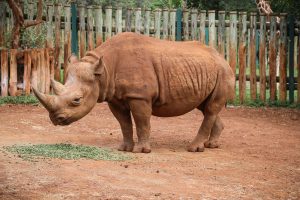 Maxwell (c) Sheldrick Wildlife Trust