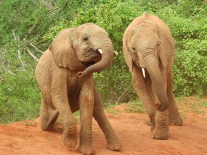 Mteto und Ndiwa (c) Sheldrick Wildlife Trust