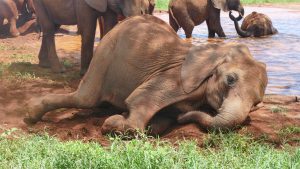 Ndii (c) Sheldrick Wildlife Trust