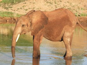Olsekki (c) Sheldrick Wildlife Trust