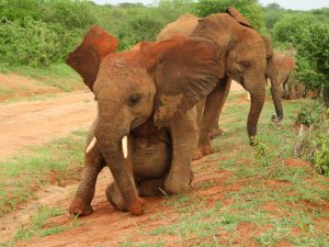 Pare beim Toben. (c) Sheldrick Wildlife Trust