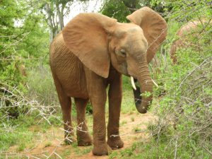 Turkwel (c) Sheldrick Wildlife Trust