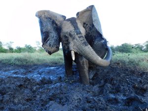 Alamaya im Schlamm (c) Sheldrick Wildlife Trust