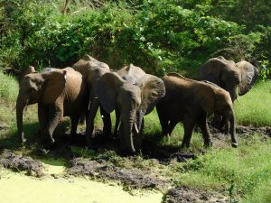 Die Waisen sind bereit für eine Abkühlung von der Mittagshitze (c) Sheldrick Wildlife Trust