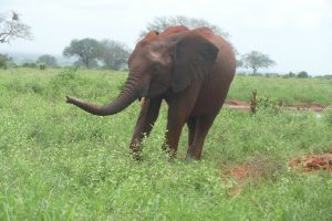 Embu (c) Sheldrick Wildlife Trust