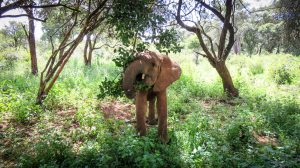 Enkesha (c) Sheldrick Wildlife Trust