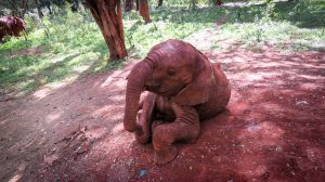 Kiasa (c) Sheldrick Wildlife Trust