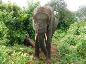 Lima Lima beim Durchstreifen der Umani-Berge (c) Sheldrick Wildlife Trust