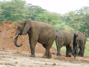 Murera (c) Sheldrick Wildlife Trust