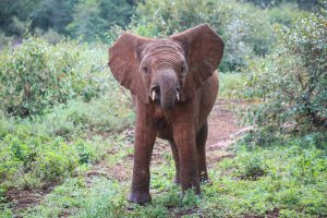 Nabulu (c) Sheldrick Wildlife Trust