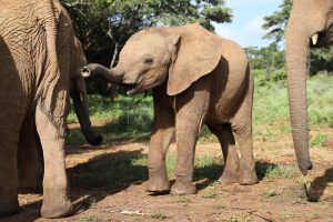 Naleku (c) Sheldrick Wildlife Trust