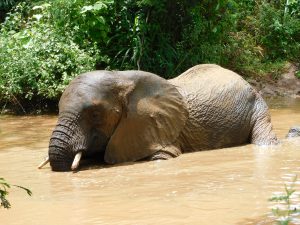 Ngasha (c) Sheldrick Wildlife Trust
