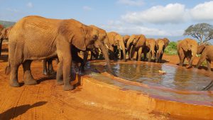Saufen an der neuen Tränke (c) Sheldrick Wildlife Trust