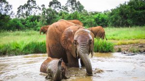 Roho und Maisha (c) Sheldrick Wildlife Trust