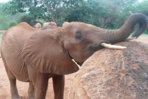 Suswa (c) Sheldrick Wildlife Trust