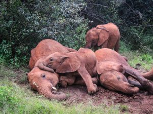 Tagwa, Roho und Tamiyoi (c) Sheldrick Wildlife Trust