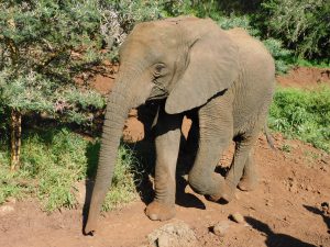 Zongoloni (c) Sheldrick Wildlife Trust