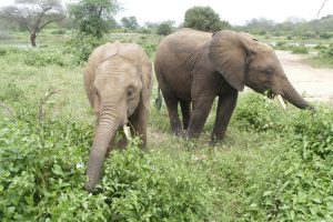 Ambo und Sapalan (c) Sheldrick Wildlife Trust