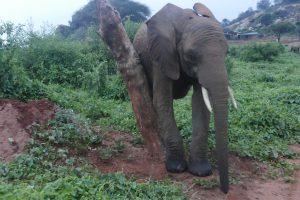 Barsilinga (c) Sheldrick Wildlife Trust