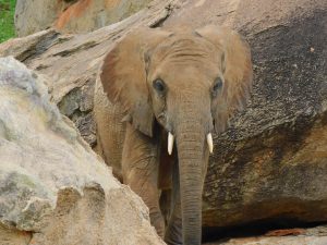 Mapia (c) Sheldrick Wildlife Trust