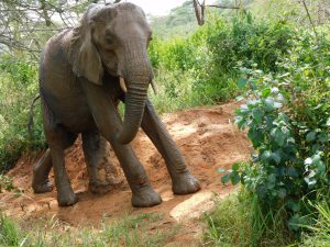 Shukuru (c) Sheldrick Wildlife Trust
