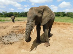 Sonje an den Salzlecken (c) Sheldrick Wildlife Trust