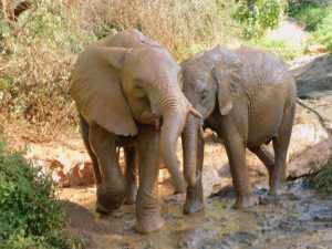 Tusuja und Ambo (c) Sheldrick Wildlife Trust