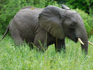 Ziwa (c) Sheldrick Wildlife Trust