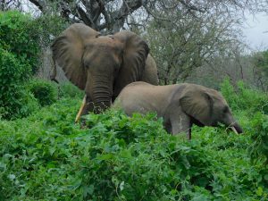 Zurura und Enkikwe (c) Sheldrick Wildlife Trust