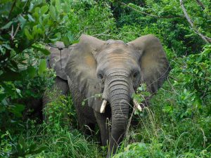Alamaya ist bereit für einen neuen Tag im Busch (c) Sheldrick Wildlife Trust