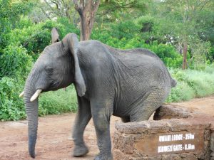 Alamaya schubbert sich genüßlich am Wegweiser (c) Sheldrick Wildlife Trust
