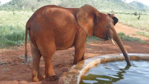 Aruba (c) Sheldrick Wildlife Trust