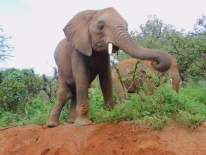 Enkikwe (c) Sheldrick Wildlife Trust