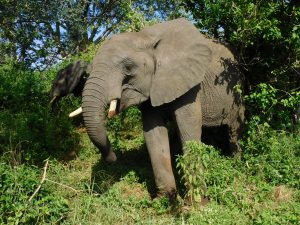 Faraja (c) Sheldrick Wildlife Trust