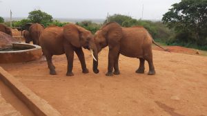 Die bereits ausgewilderten Waisen Nelion und Tundani spielen beim abendlichen Besuch im Stallgelände (c) Sheldrick Wildlife Trust