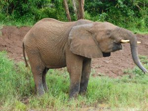 Jasiri beim Saufen (c) Sheldrick Wildlife Trust