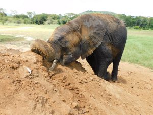 Jasiri spielt nach dem Suhlen im Dreck (c) Sheldrick Wildlife Trust
