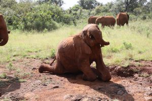 Kiombo (c) Sheldrick Wildlife Trust