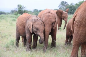 Larro und Kiasa (c) Sheldrick Wildlife Trust