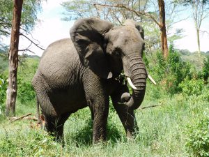 Murera (c) Sheldrick Wildlife Trust