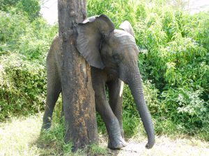 Mwashoti (c) Sheldrick Wildlife Trust
